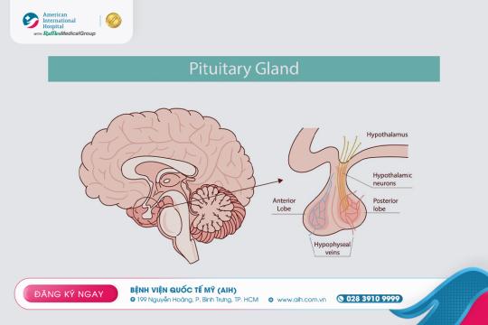 PITUITARY ADENOMA – SMALL TUMOR, BIG IMPACT ON BODY HORMONE BALANCE